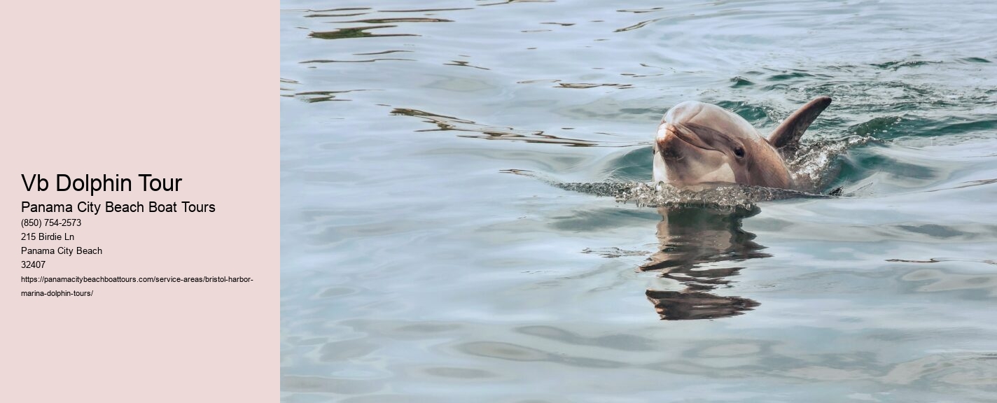 Vb Dolphin Tour