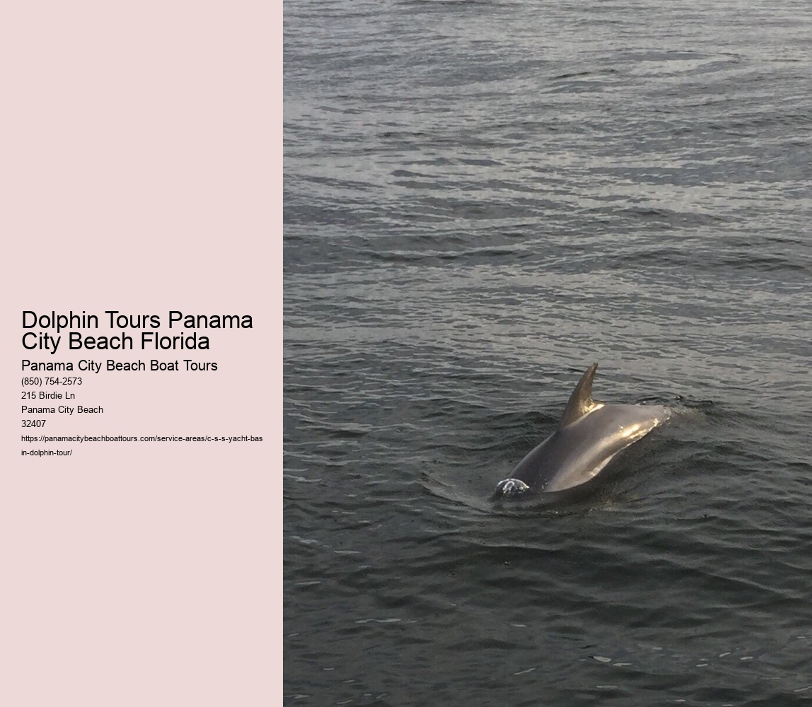 Dolphin Tours Panama City Beach Florida