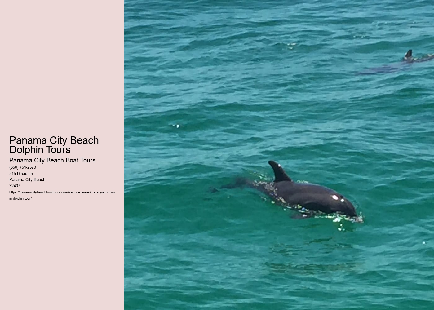 Panama City Beach Dolphin Tours