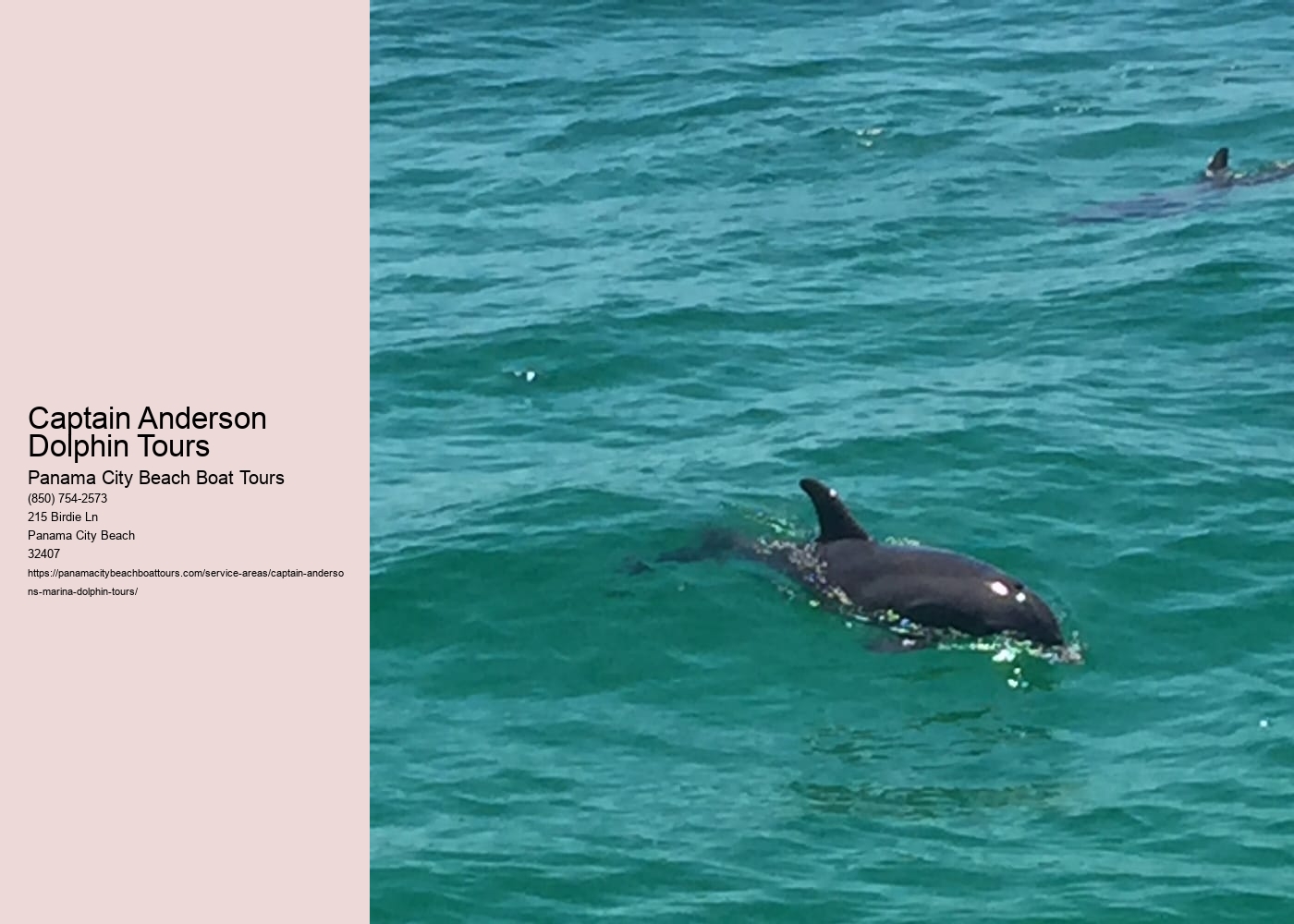 Captain Anderson Dolphin Tours