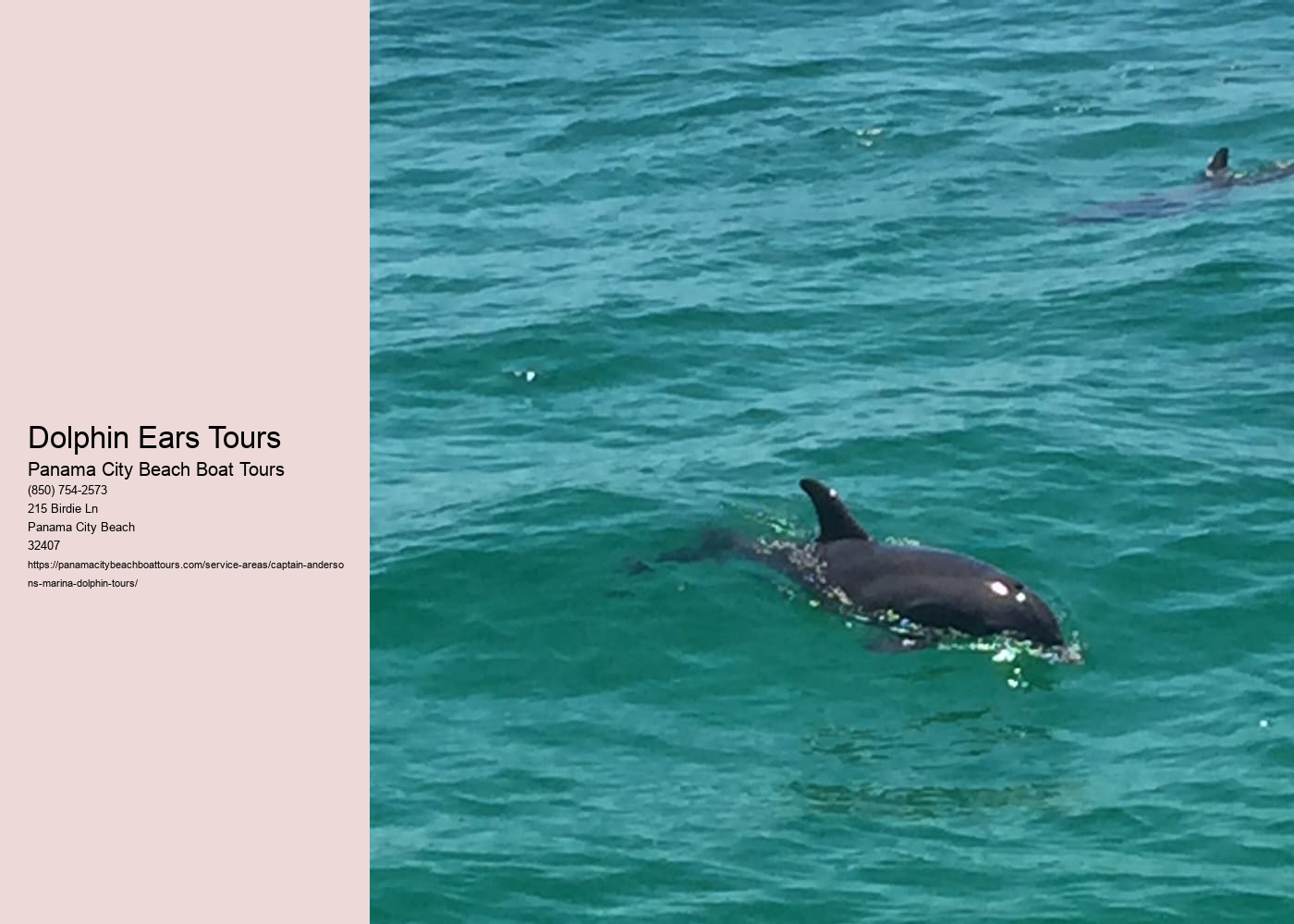 Dolphin Ears Tours