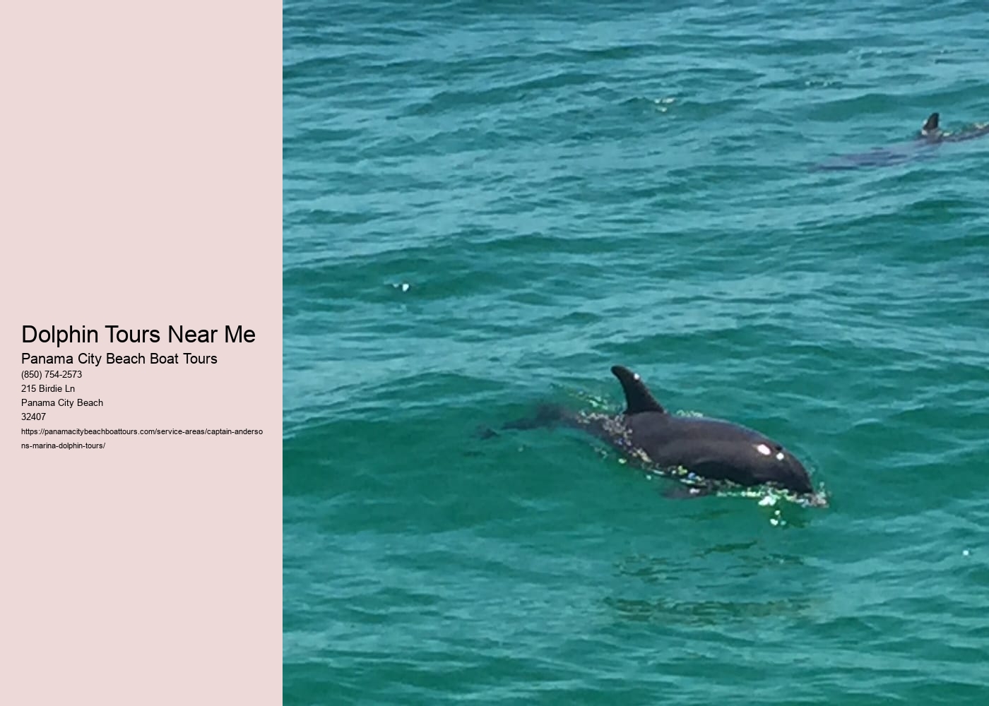 Dolphin Tours Near Me