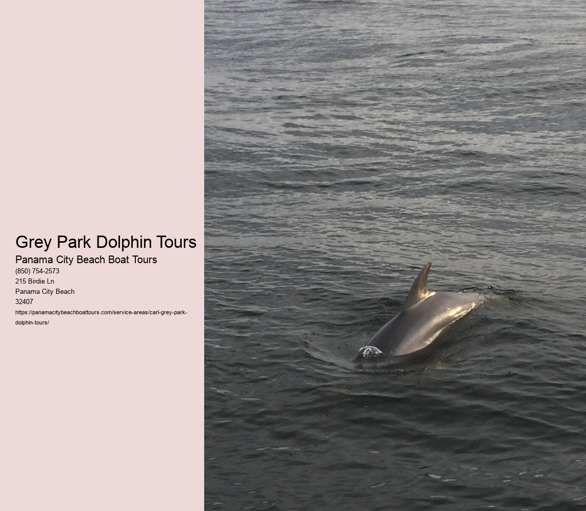 Grey Park Dolphin Tours