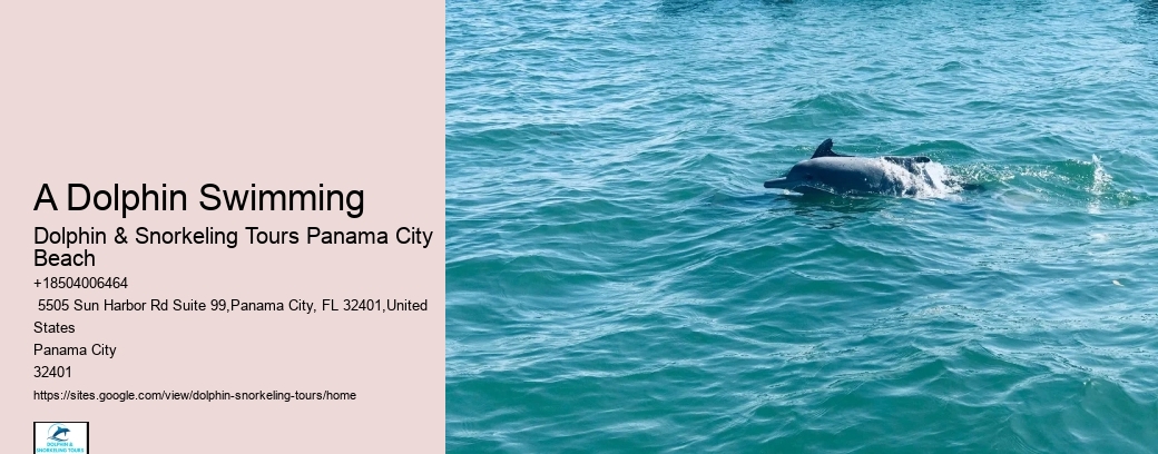 A Dolphin Swimming