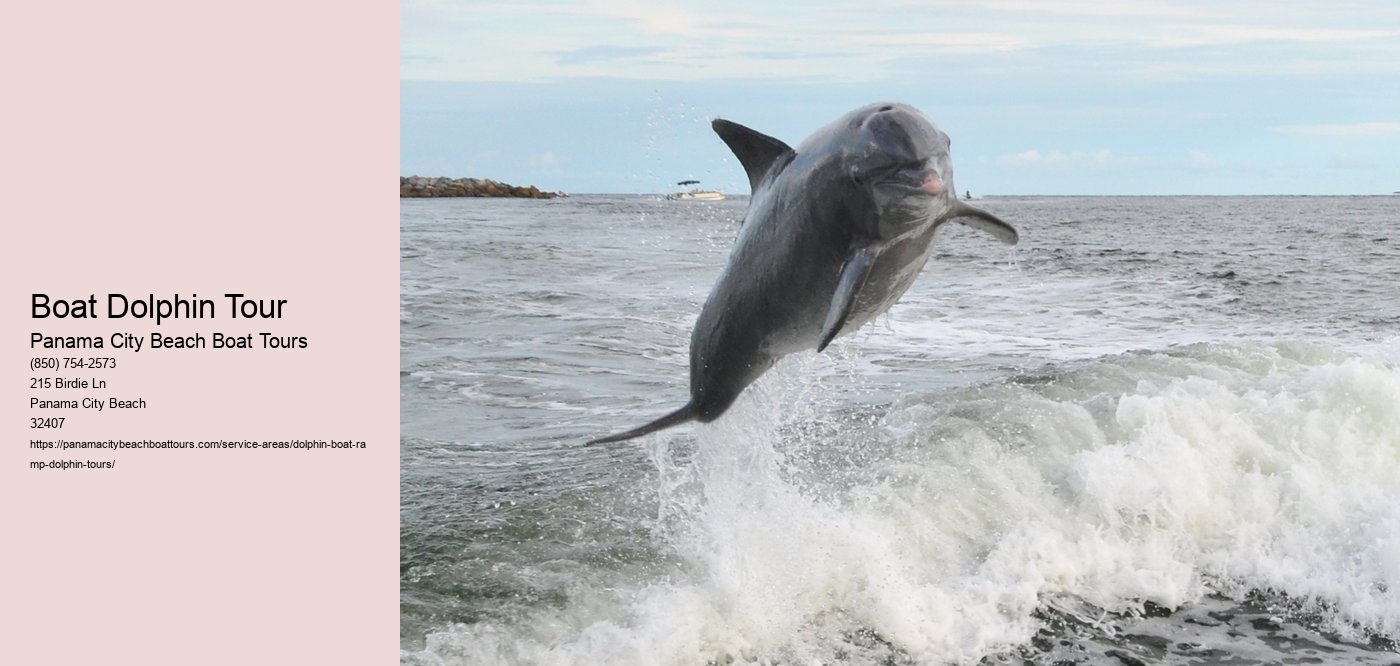 Boat Dolphin Tour