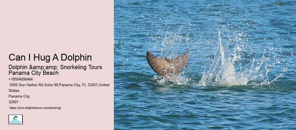 Can I Hug A Dolphin