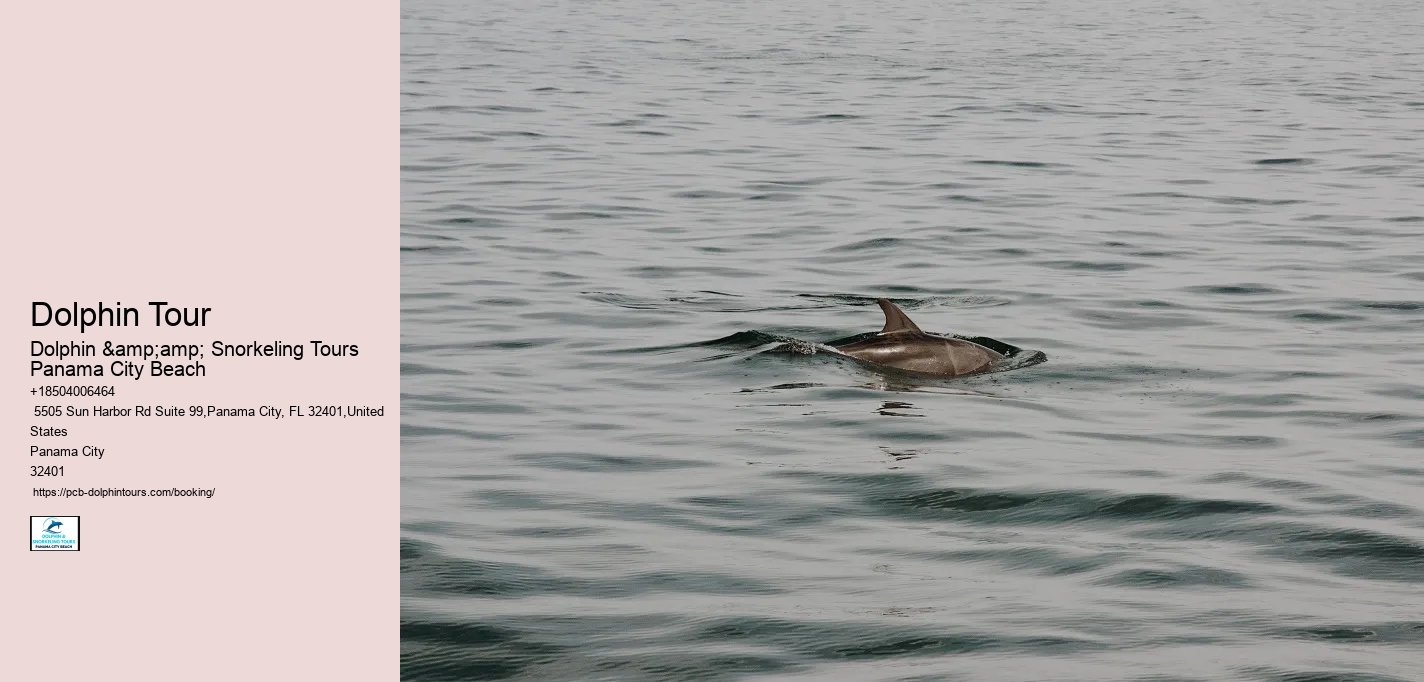 Dolphin Tour