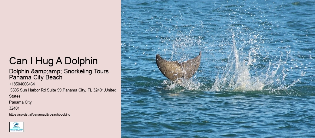 Can I Hug A Dolphin