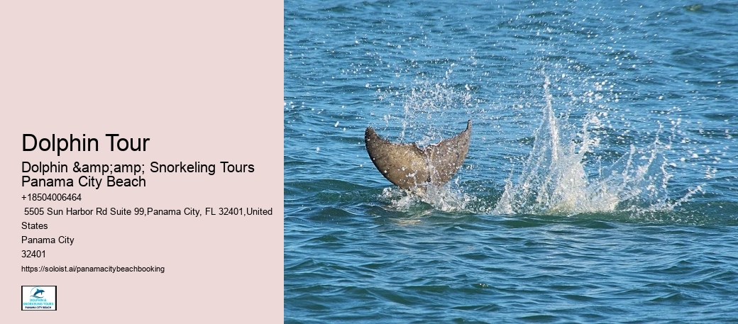 Dolphin Tour