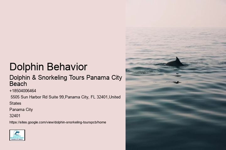 Dolphin Behavior