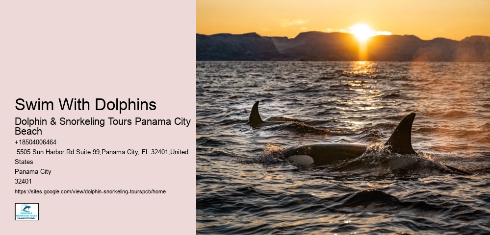 Swim With Dolphins
