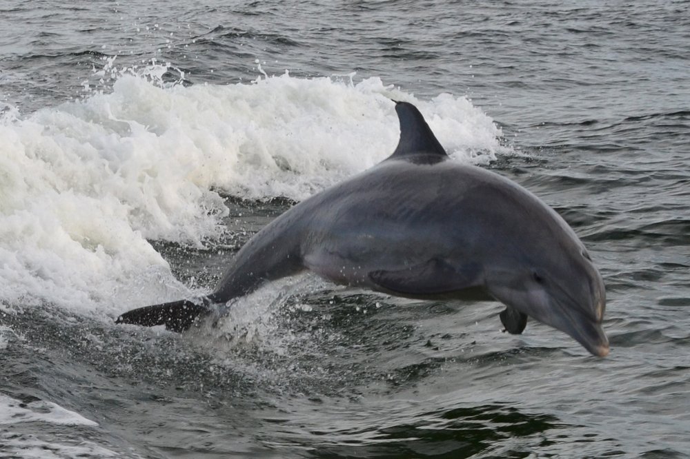 What is the best time to go dolphin watching