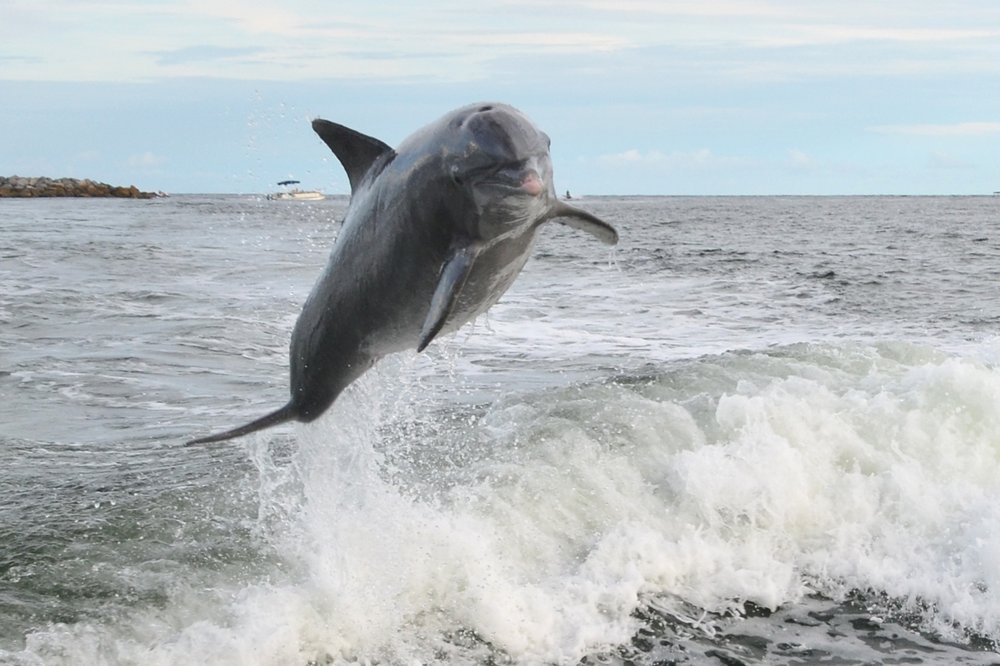 Where is the best place to swim with dolphins