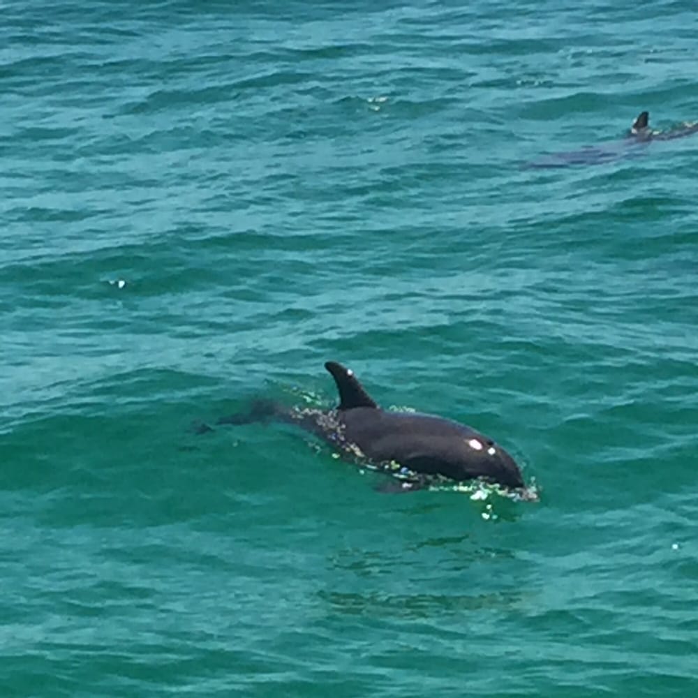 Private Dolphin And Snorkeling Tours Dana Point