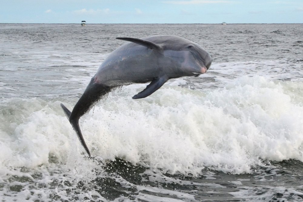 Private Dolphin And Snorkeling Tours Near Daytona Beach