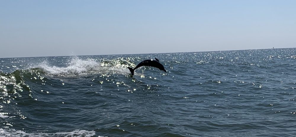 What ocean has the most dolphins