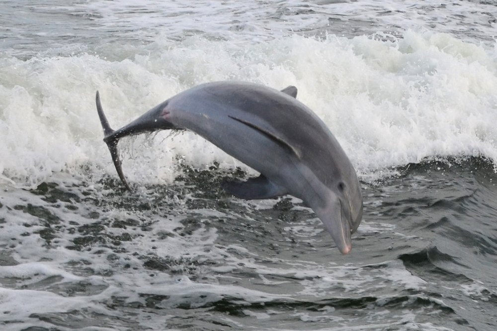 Can you swim with dolphins at Shell Island