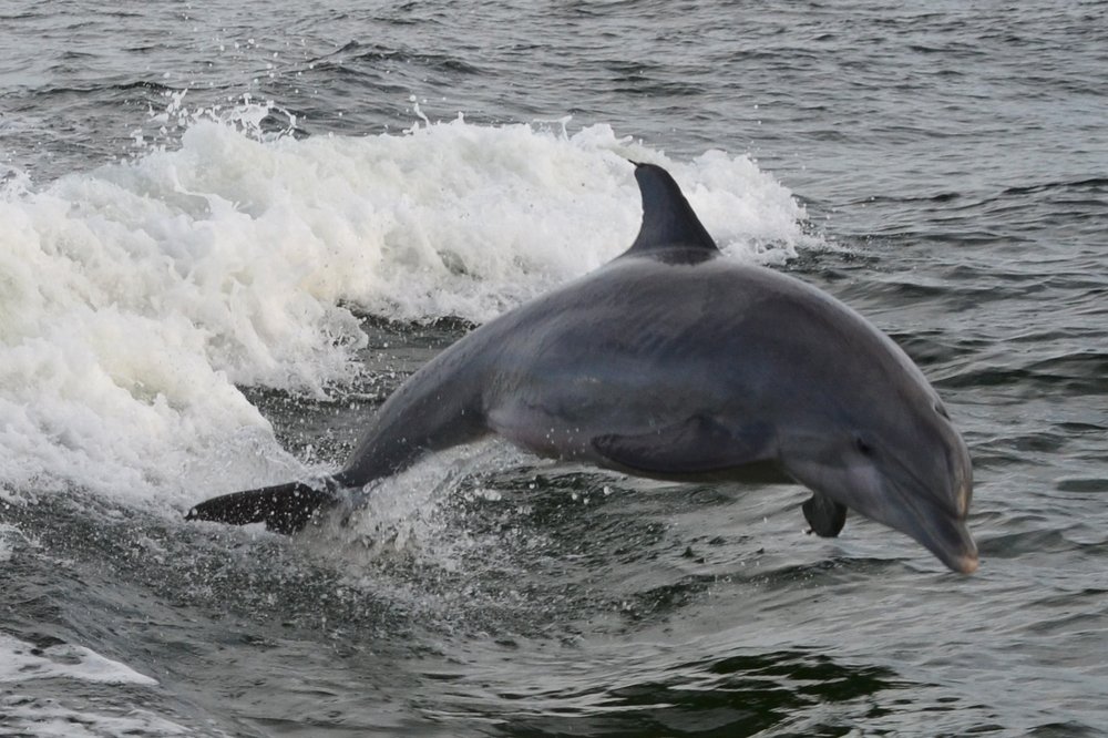 What is the best time of day to see dolphins in Panama City Beach