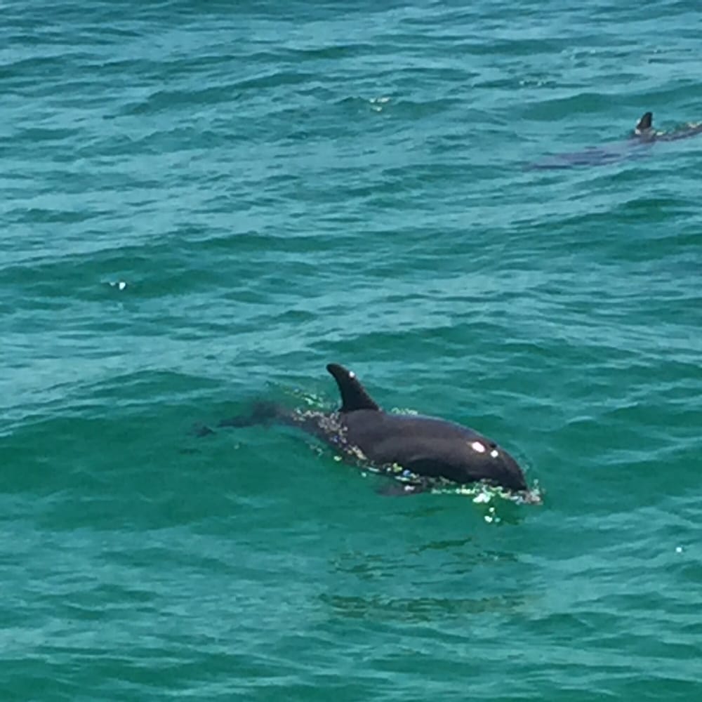 How long is Florida Aquarium dolphin cruise