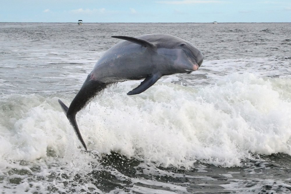 What is the best time to go dolphin watching