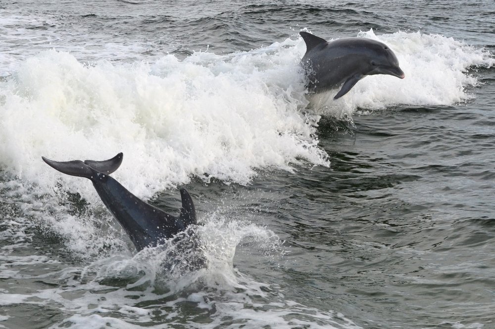 Private Dolphin Tours Gulf Shores
