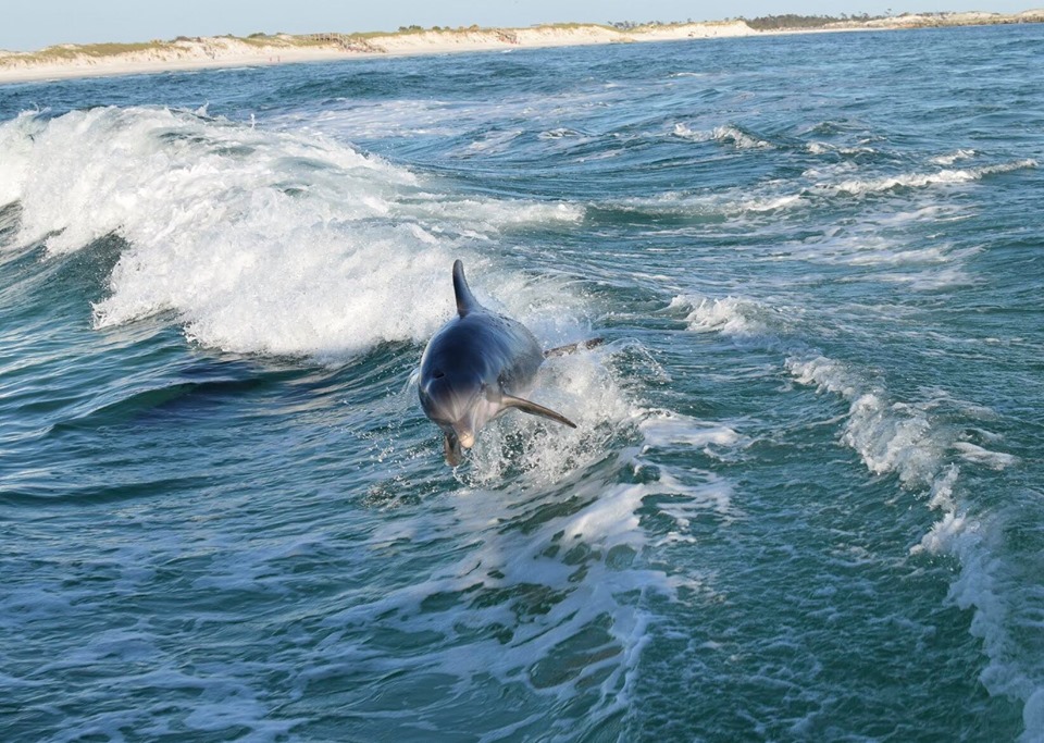 Panama City Beach Dolphin Sightseeing Sail On The Privateer Catamaran