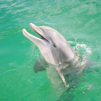 Are dolphins aggressive to humans