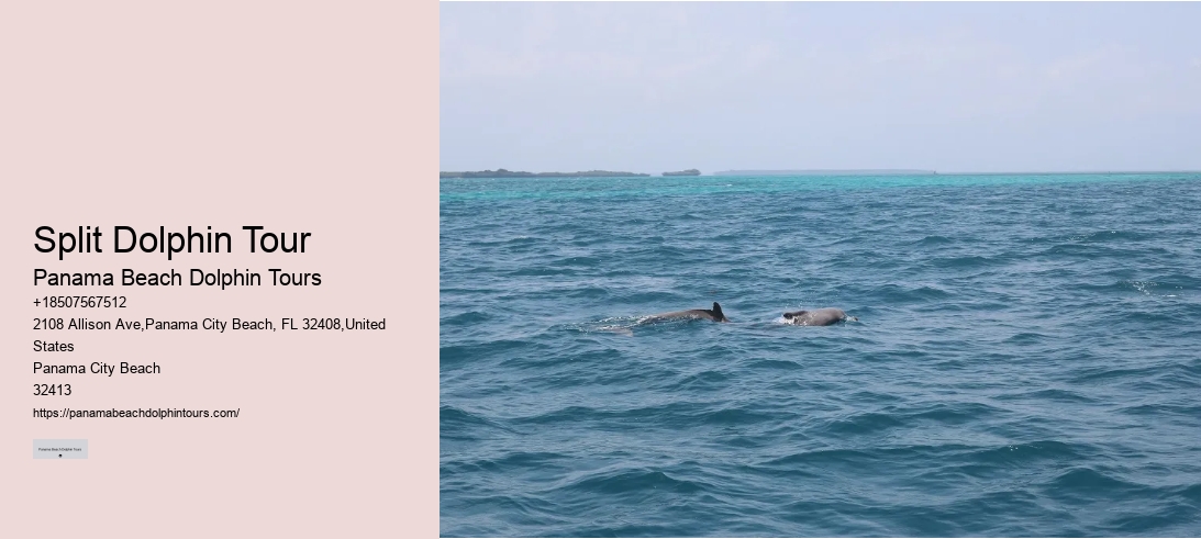 Split Dolphin Tour