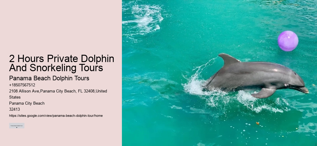 Intimate Dolphin Discovery with Snorkeling