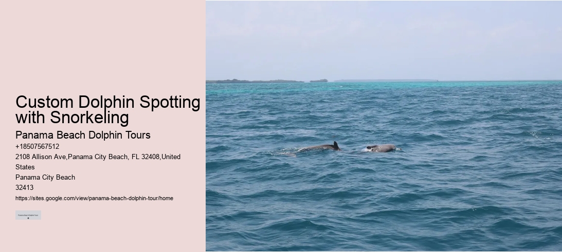 Custom Dolphin Spotting with Snorkeling