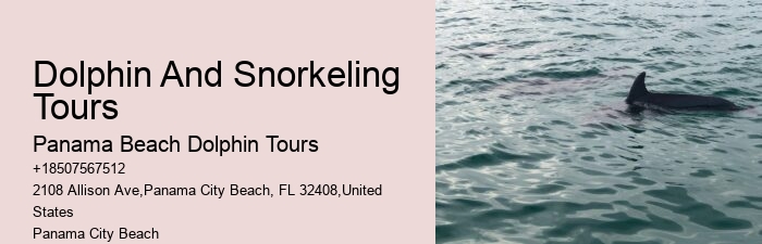 Split Charter Dolphin Snorkeling Tours