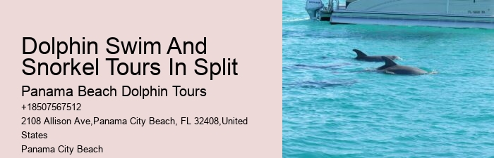 Split Snorkeling And Dolphin Watching For Beginners