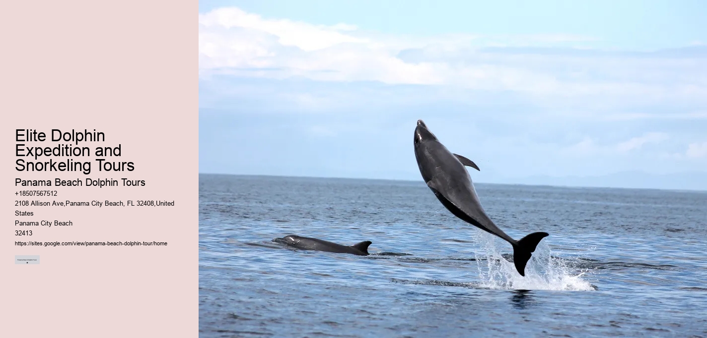 VIP Dolphin Safari with Snorkeling