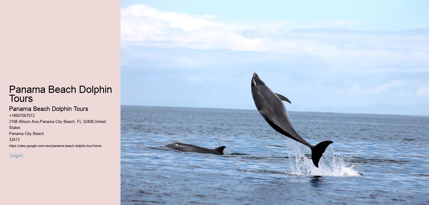 Dolphin Boat Trips PCB