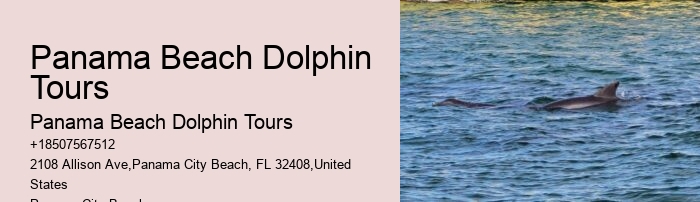 Which Beach Has The Most Dolphins