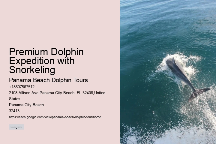 PCB Dolphin Exploration Experiences