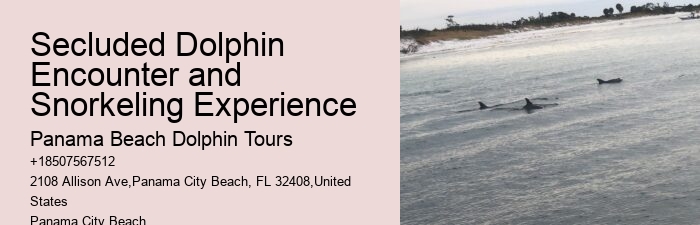 Panama City Beach Dolphin Tours & More Panama City Fl