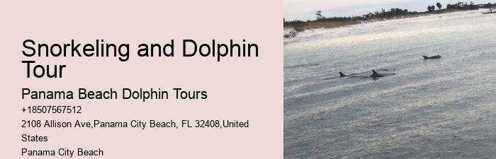 Split Dolphin Tour