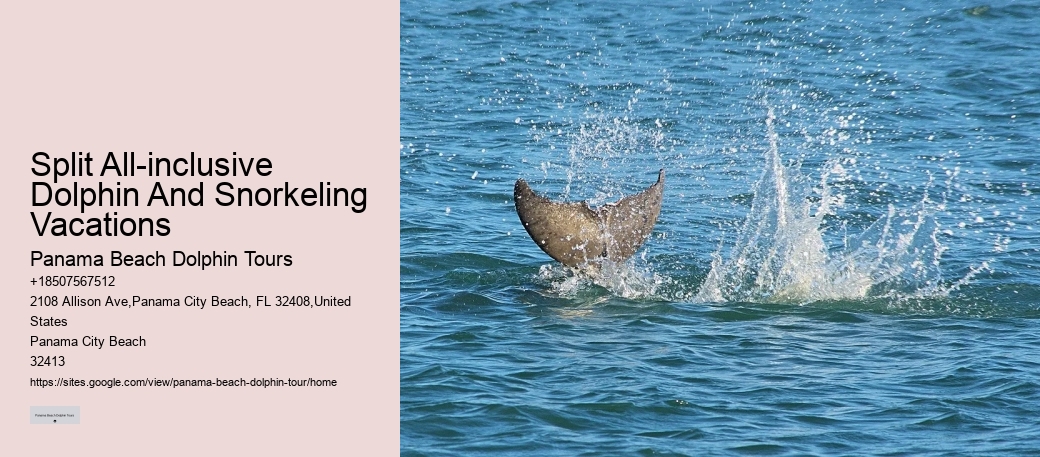 Guided Dolphin Spotting and Snorkeling Tours