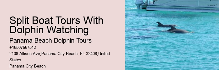 Salty Fins Dolphin And Snorkeling Tours