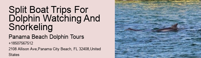 Panama City Beach Dolphin Voyage Tours