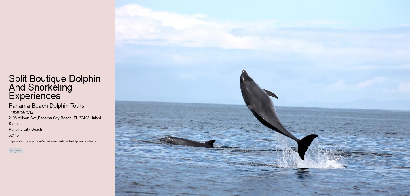 Can I take photos during the dolphin tour in Panama City Beach