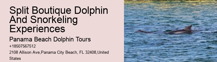 Do You Get Wet On Dolphin Tours