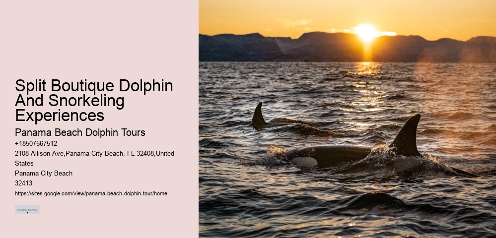 Exclusive Dolphin Snorkeling Excursions