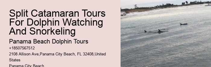 Guided Dolphin Expedition and Snorkeling Tours