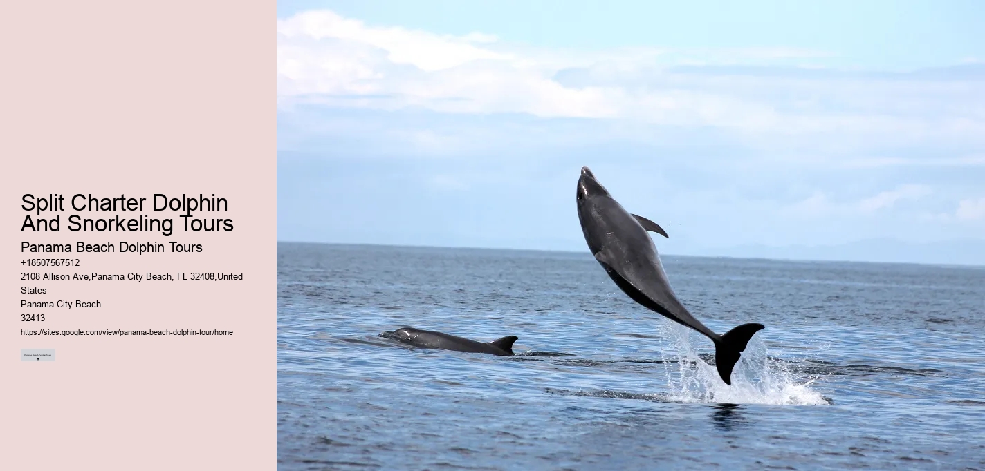 Premium Dolphin Spotting with Snorkeling