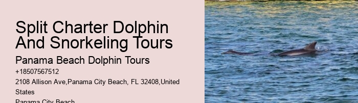 Panama City Beach dolphin expeditions