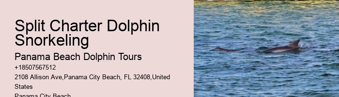 Elite Dolphin Expedition and Snorkeling Tours