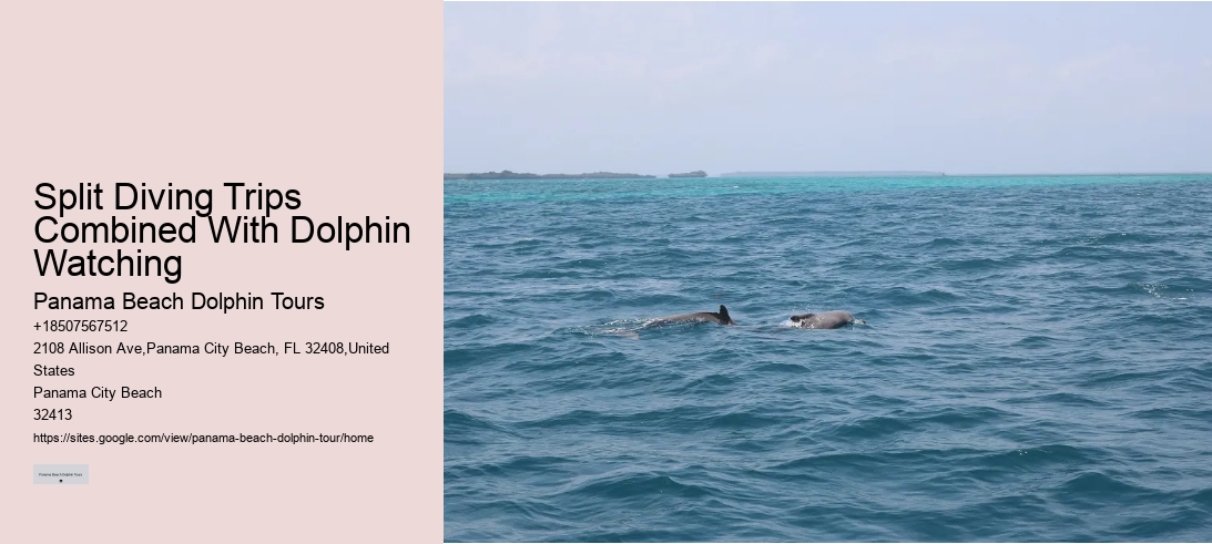 Split Diving Trips Combined With Dolphin Watching