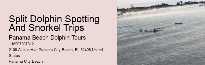 Dolphin Tours Near Me Panama City Beach